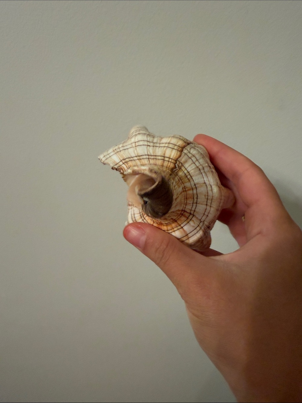 Natural Sea Conch Shell - Cream and Brown - Picture 5 of 5